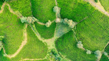 Vietnam 'ın Phu Tho bölgesindeki Long Coc çay tepesindeki çay tarlası ve gün doğumu manzarası.