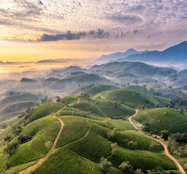 Vietnam 'ın Phu Tho bölgesindeki Long Coc çay tepesindeki çay tarlası ve gün doğumu manzarası.