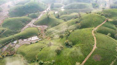 Vietnam 'ın Phu Tho bölgesindeki Long Coc çay tepesindeki çay tarlası ve gün doğumu manzarası.