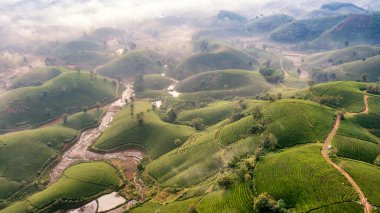 Vietnam 'ın Phu Tho bölgesindeki Long Coc çay tepesindeki çay tarlası ve gün doğumu manzarası.