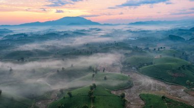 Vietnam 'ın Phu Tho bölgesindeki Long Coc çay tepesindeki çay tarlası ve gün doğumu manzarası.