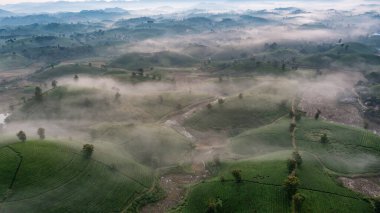 Vietnam 'ın Phu Tho bölgesindeki Long Coc çay tepesindeki çay tarlası ve gün doğumu manzarası.