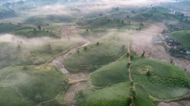 Vietnam 'ın Phu Tho bölgesindeki Long Coc çay tepesindeki çay tarlası ve gün doğumu manzarası.