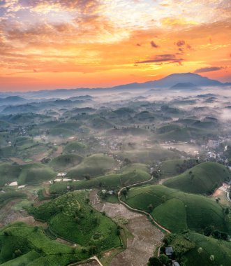 Vietnam 'ın Phu Tho bölgesindeki Long Coc çay tepesindeki çay tarlası ve gün doğumu manzarası.