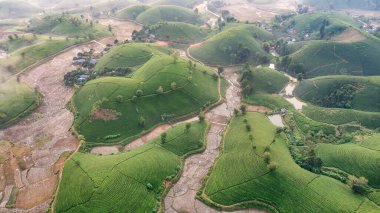 Vietnam 'ın Phu Tho bölgesindeki Long Coc çay tepesindeki çay tarlası ve gün doğumu manzarası.