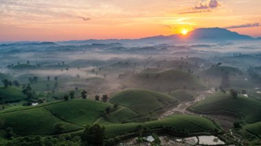 Vietnam 'ın Phu Tho bölgesindeki Long Coc çay tepesindeki çay tarlası ve gün doğumu manzarası.