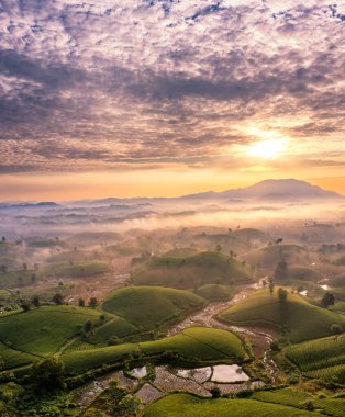 Vietnam 'ın Phu Tho bölgesindeki Long Coc çay tepesindeki çay tarlası ve gün doğumu manzarası.