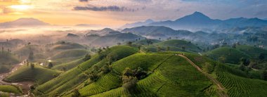 Vietnam 'ın Phu Tho bölgesindeki Long Coc çay tepesindeki çay tarlası ve gün doğumu manzarası.