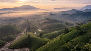 Vietnam 'ın Phu Tho bölgesindeki Long Coc çay tepesindeki çay tarlası ve gün doğumu manzarası.