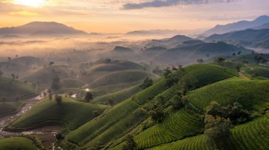 Vietnam 'ın Phu Tho bölgesindeki Long Coc çay tepesindeki çay tarlası ve gün doğumu manzarası.