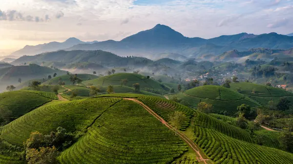 Vietnam 'ın Phu Tho bölgesindeki Long Coc çay tepesindeki çay tarlası ve gün doğumu manzarası.
