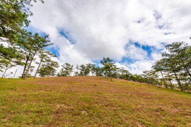 Suoi Vang Gölü 'nde doğa, Dalat kırsalı, Vietnam, sarı sabahta inanılmaz geniş çimenler, çam ormanı arasında göl, dağ uzakta dağ ağacı, Da Lat için harika bir manzara, Vietnam seyahati