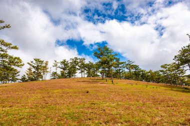 Suoi Vang Gölü 'nde doğa, Dalat kırsalı, Vietnam, sarı sabahta inanılmaz geniş çimenler, çam ormanı arasında göl, dağ uzakta dağ ağacı, Da Lat için harika bir manzara, Vietnam seyahati