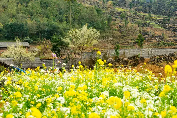 Bahar ve Vietnam 'daki Hmong etnik grubunun barış dolu yaşamı.
