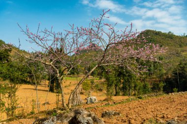Bahar ve Vietnam 'daki Hmong etnik grubunun barış dolu yaşamı.