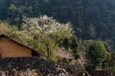 Bahar ve Vietnam 'daki Hmong etnik grubunun barış dolu yaşamı.