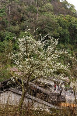 Bahar ve Vietnam 'daki Hmong etnik grubunun barış dolu yaşamı.