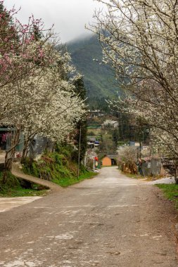 Spring and the peaceful life of the Hmong ethnic group in Ha Giang, Vietnam clipart