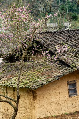 Bahar ve Vietnam 'daki Hmong etnik grubunun barış dolu yaşamı.