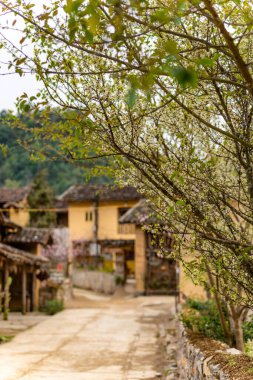 Bahar ve Vietnam 'daki Hmong etnik grubunun barış dolu yaşamı.