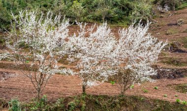 Bahar ve Vietnam 'daki Hmong etnik grubunun barış dolu yaşamı.