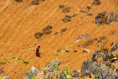 Ha Giang, Vietnam - 15 Ocak 2024 İlkbahar ve Vietnam 'daki Hmong etnik grubunun barış dolu yaşamı.