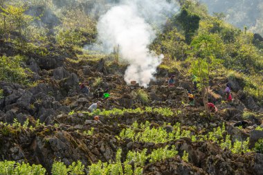 Ha Giang, Vietnam - 15 Ocak 2024 İlkbahar ve Vietnam 'daki Hmong etnik grubunun barış dolu yaşamı.