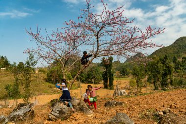 Ha Giang, Vietnam - 15 Ocak 2024 İlkbahar ve Vietnam 'daki Hmong etnik grubunun barış dolu yaşamı.