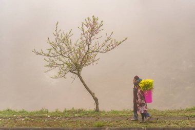 Ha Giang, Vietnam - 15 Ocak 2024 İlkbahar ve Vietnam 'daki Hmong etnik grubunun barış dolu yaşamı.