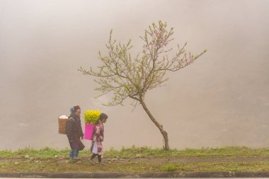 Ha Giang, Vietnam - 15 Ocak 2024 İlkbahar ve Vietnam 'daki Hmong etnik grubunun barış dolu yaşamı.