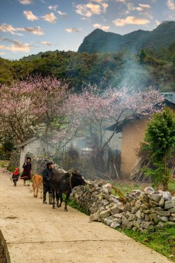 Ha Giang, Vietnam - 15 Ocak 2024 İlkbahar ve Vietnam 'daki Hmong etnik grubunun barış dolu yaşamı.