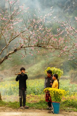 Ha Giang, Vietnam - 15 Ocak 2024 İlkbahar ve Vietnam 'daki Hmong etnik grubunun barış dolu yaşamı.