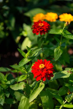 Yakın plan görüntüsü, bir kasımpatının siyah arka plandaki taç yapraklarının karmaşık detaylarını gözler önüne seriyor.