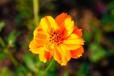 Bahçede çiçek açan güzel kozmos çiçekleri. Yakın plan kozmos çiçeği.