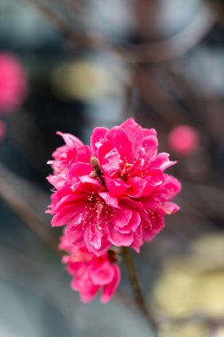Baharda bir şeftali ağacının çiçek ayrıntıları