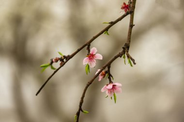 Baharda bir şeftali ağacının çiçek ayrıntıları