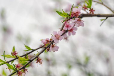 Baharda bir şeftali ağacının çiçek ayrıntıları