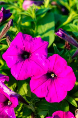 Close up of beautiful pink Catharanthus roseus. It is also known as Cape periwinkle, graveyard plant, old maid, annual vinca multiflora, Apocynaceae flowering plants, medicinal herb