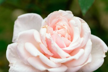 Yeşil ya da siyah arkaplanda güzel bir gül. Kapat..