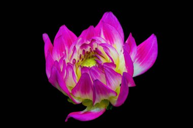 Dahlia çiçeği siyah arka planda izole edilmiş. Dahlia Çiçeği.