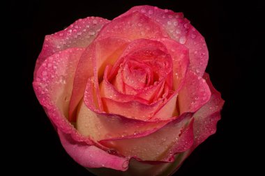 Stüdyo ışıklarıyla siyah arkaplanda izole edilmiş gül.