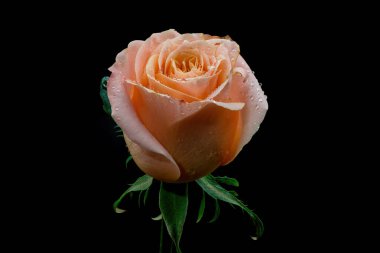 Stüdyo ışıklarıyla siyah arkaplanda izole edilmiş gül.