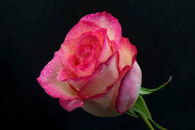 Stüdyo ışıklarıyla siyah arkaplanda izole edilmiş gül.