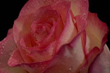 Stüdyo ışıklarıyla siyah arkaplanda izole edilmiş gül.