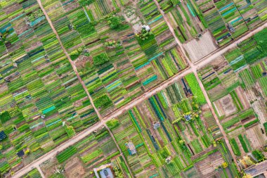 Tra Que Sebze Köyü 'nün hava manzarası Hoi An, Vietnam' da gün doğumunda..