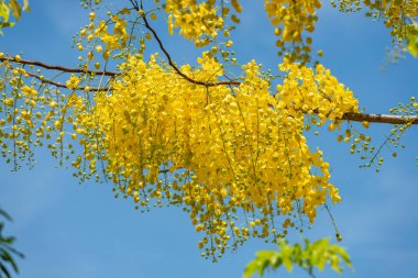 Parlak sarı duş ağacı çiçekleri berrak mavi gökyüzüne güzel bir şekilde çiçek açıyor, yazı ve tropikal güzelliği simgeliyor.