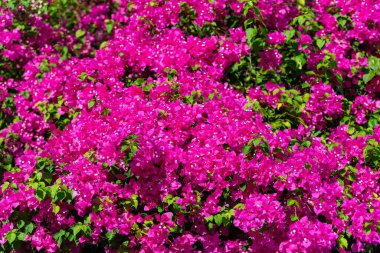 Ilık güneş ışığı altında parlayan parlak bougainvillea çiçekleri, canlı ve ferahlatıcı bir sahne yaratır..
