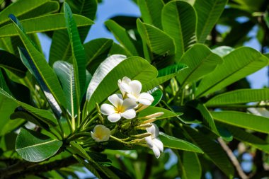 Taze yeşil yaprakların arasında açan zarif beyaz frangipani çiçeği saflığı ve tropikal güzelliği simgeliyor.