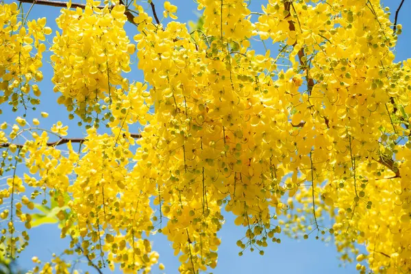 Parlak sarı duş ağacı çiçekleri berrak mavi gökyüzüne güzel bir şekilde çiçek açıyor, yazı ve tropikal güzelliği simgeliyor.