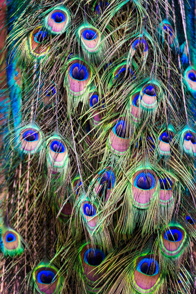 Detailed closeup of colorful peacock tail feathers showing iridescent eye patterns in blue, green, and gold. Symbol of beauty, elegance, and cultural significance. Perfect for backgrounds, design, and decorative themes.